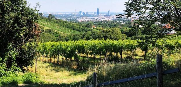 Bioweingut Lenikus
