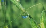 Bio Haferflocken 100% AT – Bild 2
