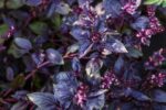 Purple Basil - Image 3