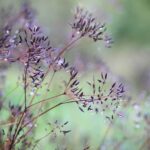 True caraway - Image 3
