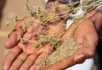 Cumin Kreuzkümmel Bio, Baron de Sel – Bild 3
