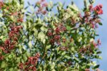 Rosa Pfeffer – Bild 3